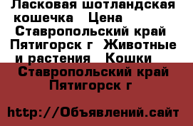 Ласковая шотландская кошечка › Цена ­ 2 000 - Ставропольский край, Пятигорск г. Животные и растения » Кошки   . Ставропольский край,Пятигорск г.